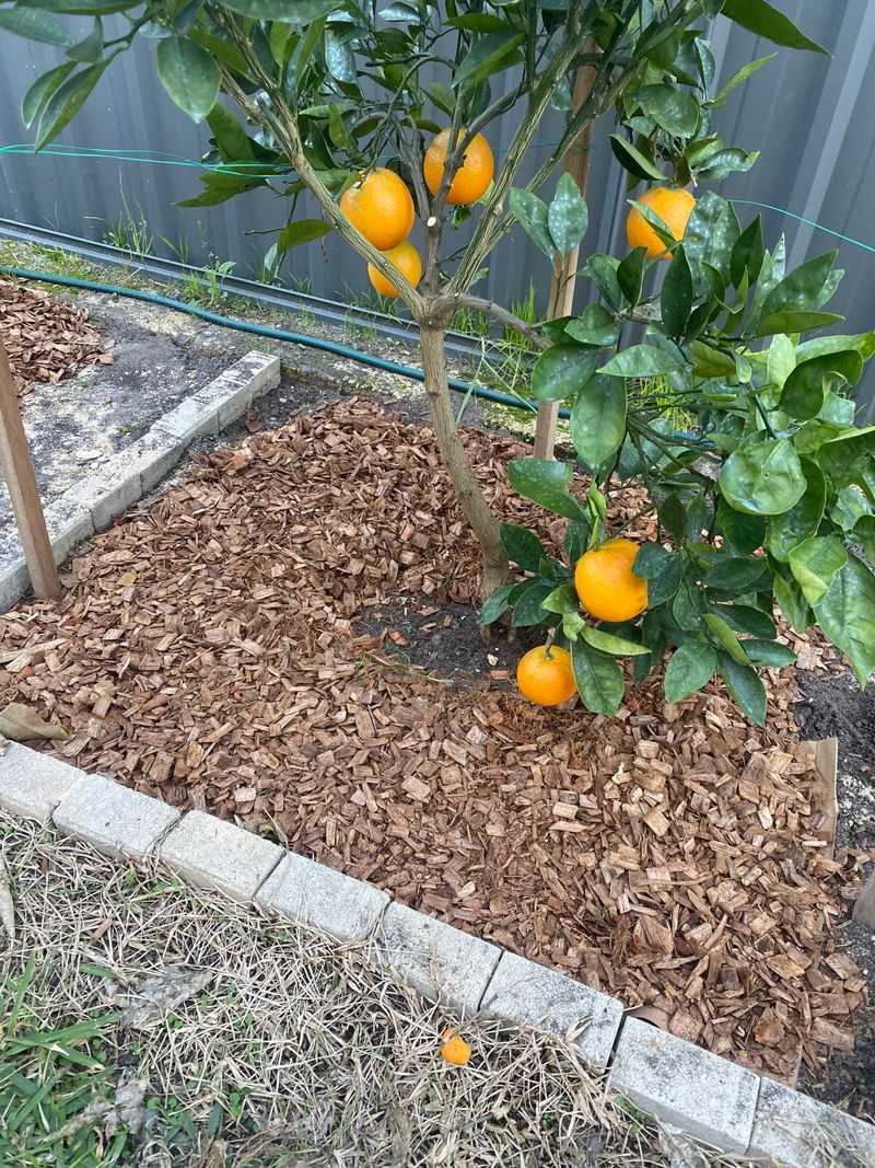 Adding Mulch Without Hugging The Trunk Adding Mulch Without Hugging The Trunk