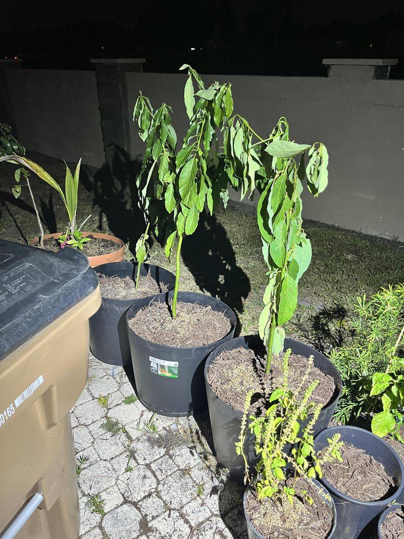 Adding Mulch Without Smothering The Trunk Adding Mulch Without Smothering The Trunk