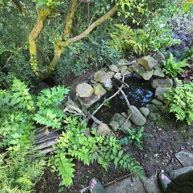 Adding Plants That Support Local Pollinators And Birds