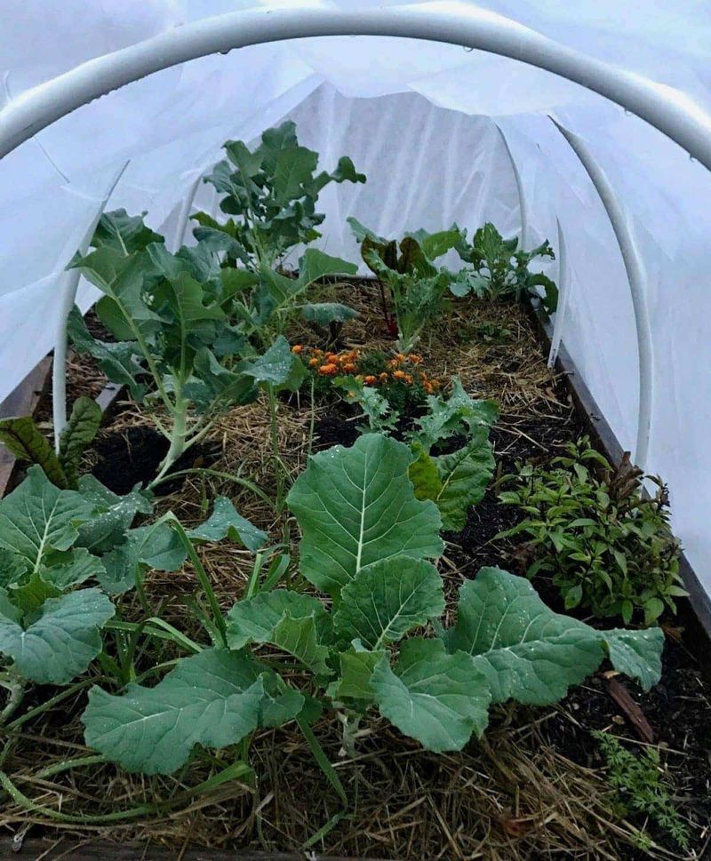 Adding Row Cover After Egg Laying Adding Row Cover After Egg Laying