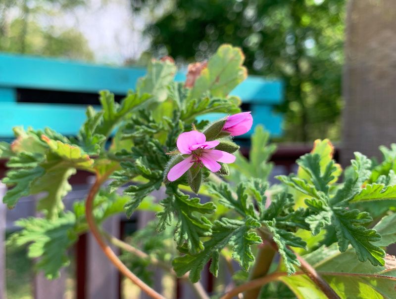 Adding Scented Geraniums Around Patio Corners Adding Scented Geraniums Around Patio Corners