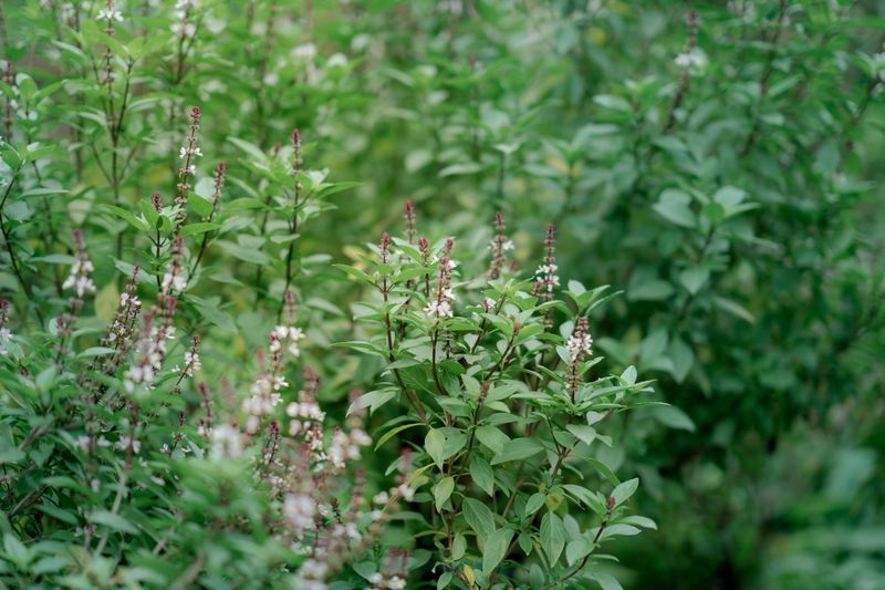 Additional Benefits Of Growing Basil