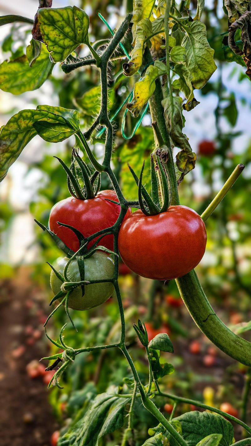 Additional Care Tips To Support Fruit Ripening