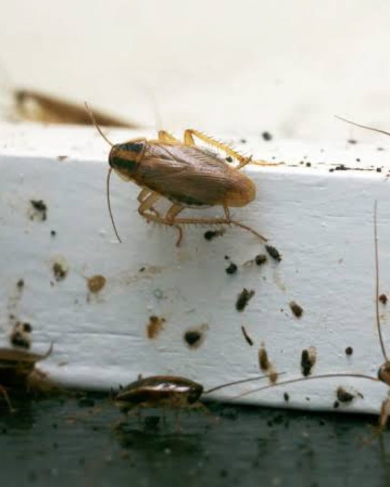 Additional Steps To Keep Roaches Away