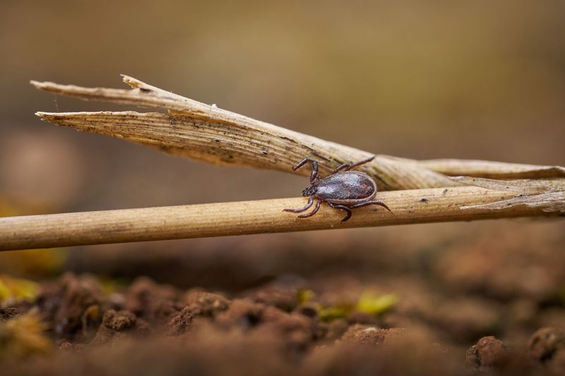 Additional Yard Habits That Help Reduce Tick Risk Additional Yard Habits That Help Reduce Tick Risk