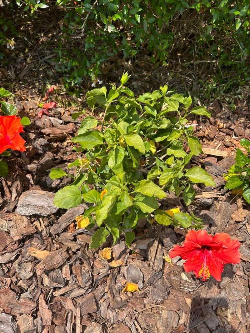 Adjust Watering As August Rainfall Shifts