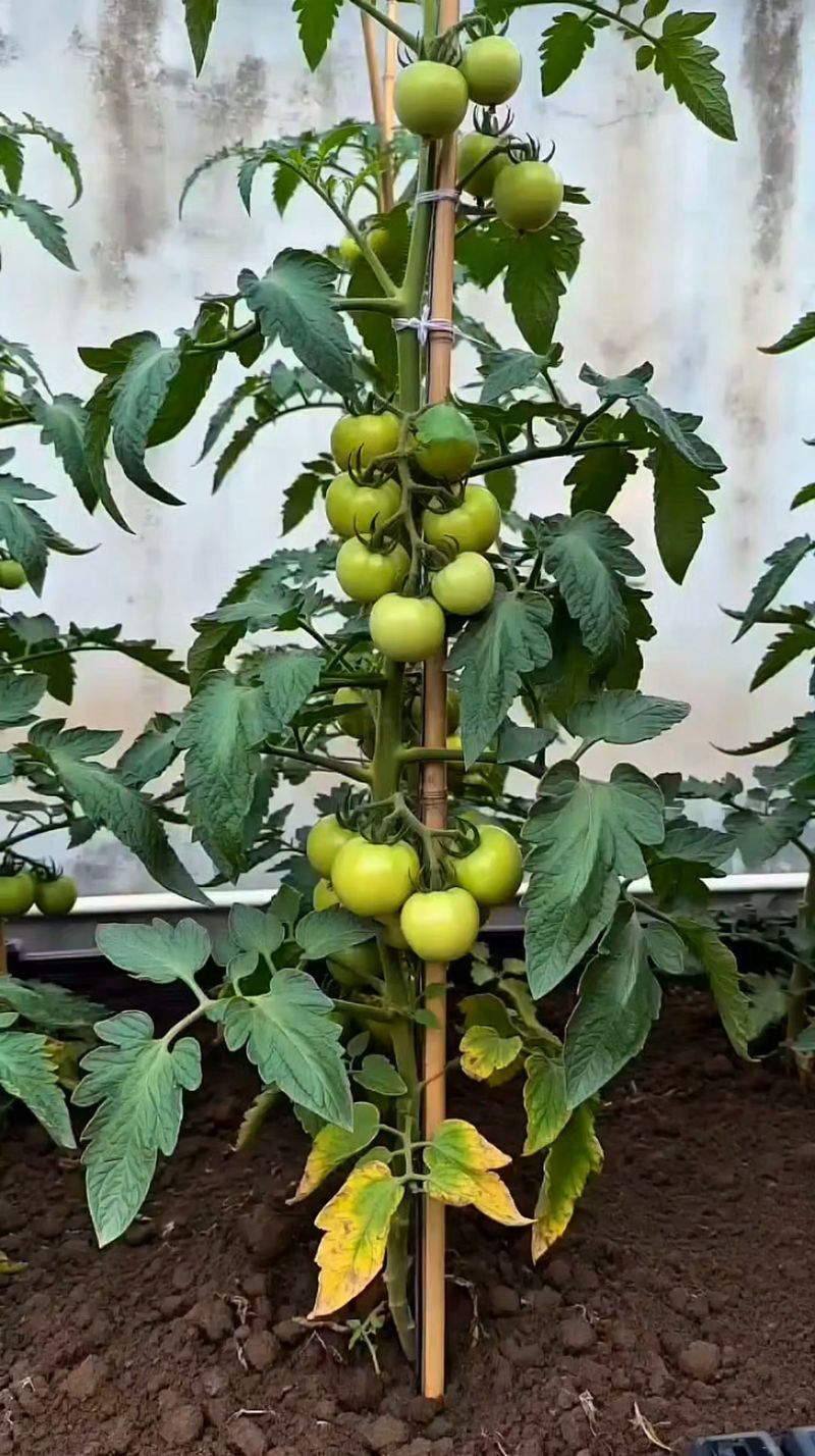 Adjusting Shade Level By Growth Stage
