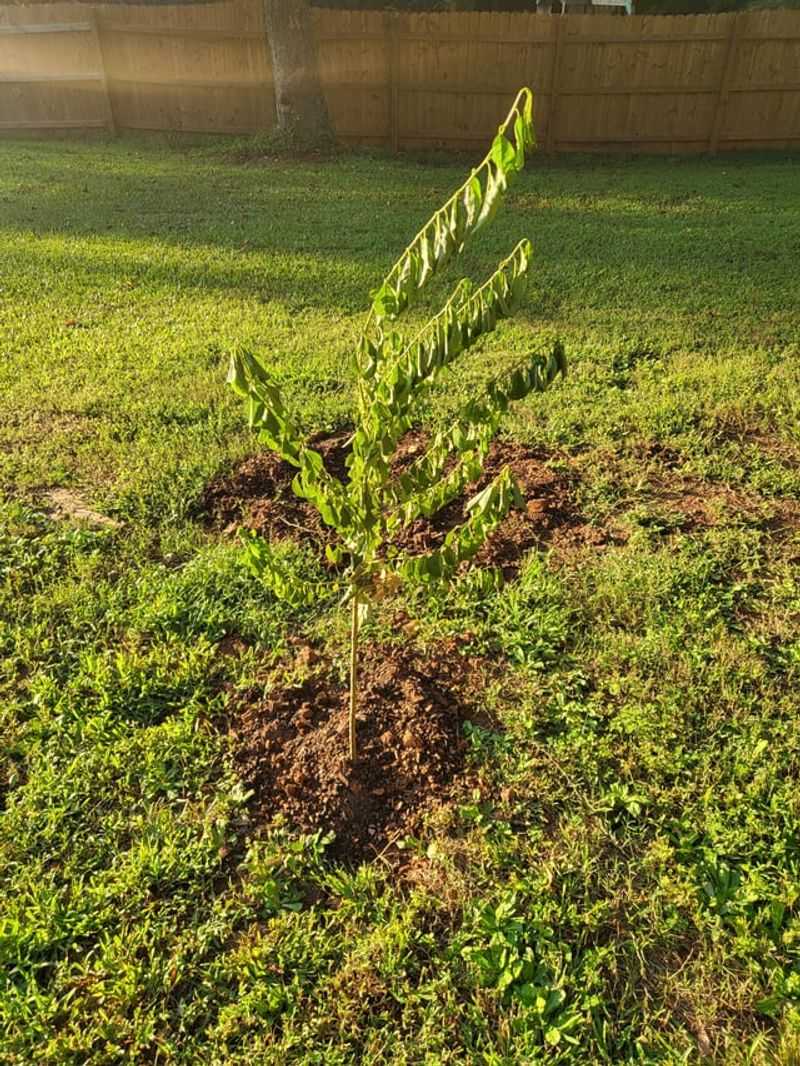 Adjusting Your Watering Approach For The First Year Adjusting Your Watering Approach For The First Year