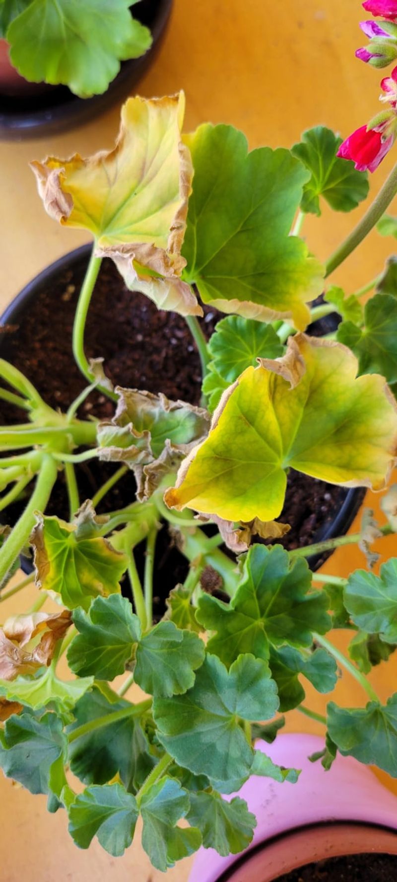 Adjustments That Stop The Yellowing From Spreading