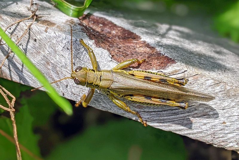 Adult Grasshoppers Can Cause The Most Noticeable Landscape Damage Adult Grasshoppers Can Cause The Most Noticeable Landscape Damage