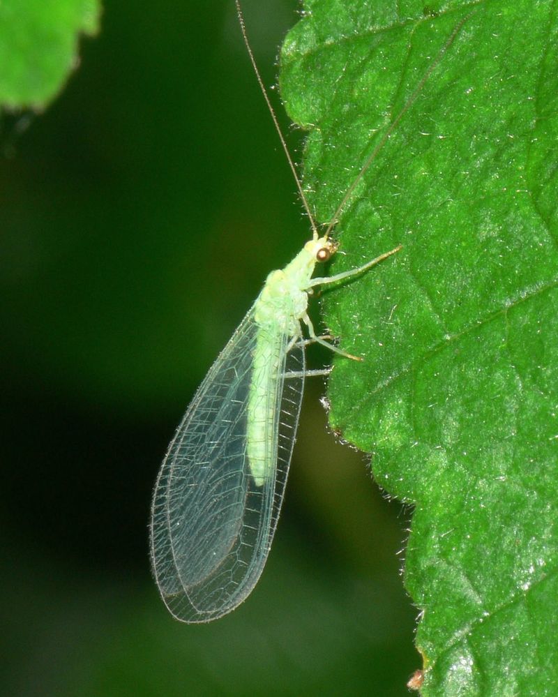 Adult Lacewings Take On A Very Different Appearance Adult Lacewings Take On A Very Different Appearance