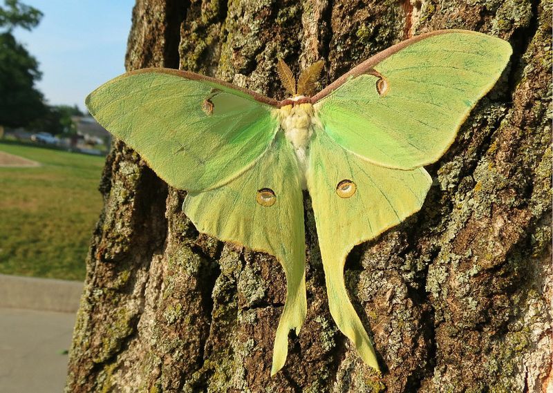 Adult Luna Moths Are Near The End Of Their Life Cycle Adult Luna Moths Are Near The End Of Their Life Cycle