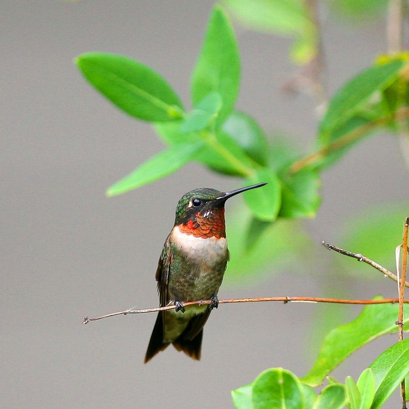 Adult Males Are Usually The First To Head South