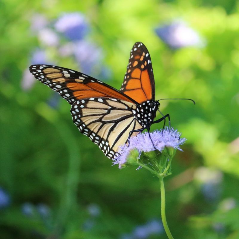 Adult Monarch Nectar Without Replacing Native Milkweed Adult Monarch Nectar Without Replacing Native Milkweed