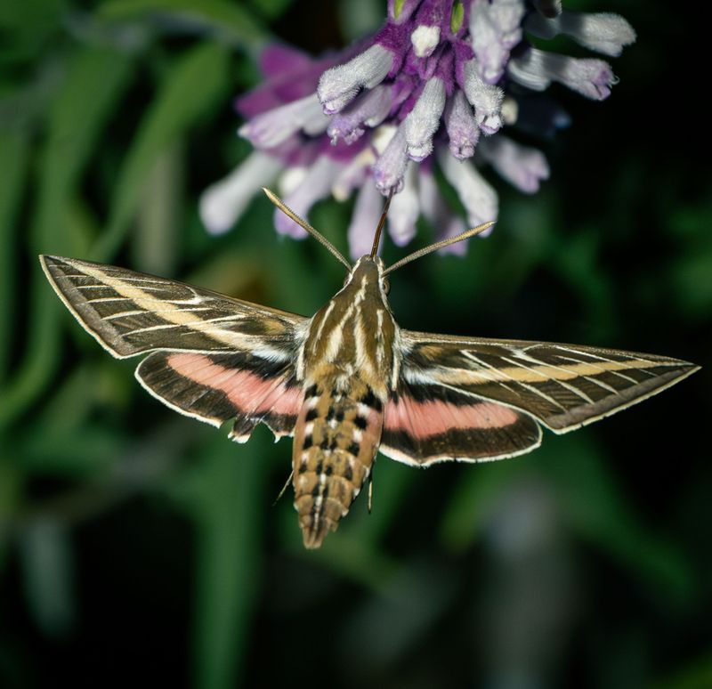 Adult Moths Emerge After The Caterpillar Stage