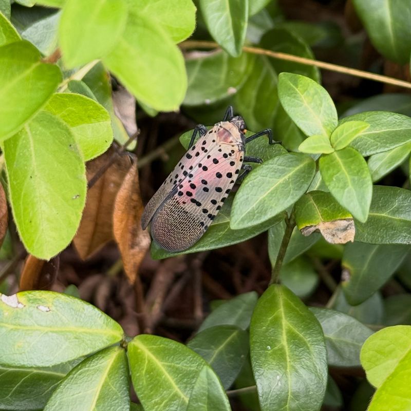 Adult Numbers Peak Across Southeast Michigan In Late August