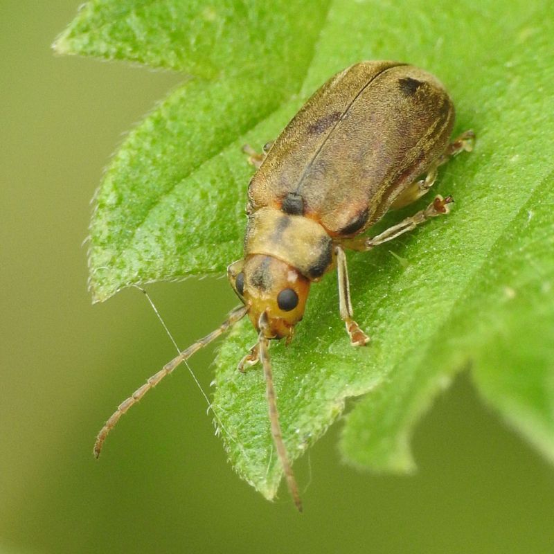 Adult Viburnum Leaf Beetle Identification Adult Viburnum Leaf Beetle Identification