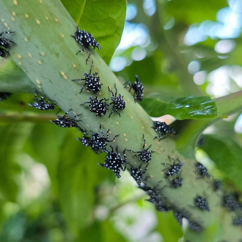 Adults Become Easier To Spot Late Season