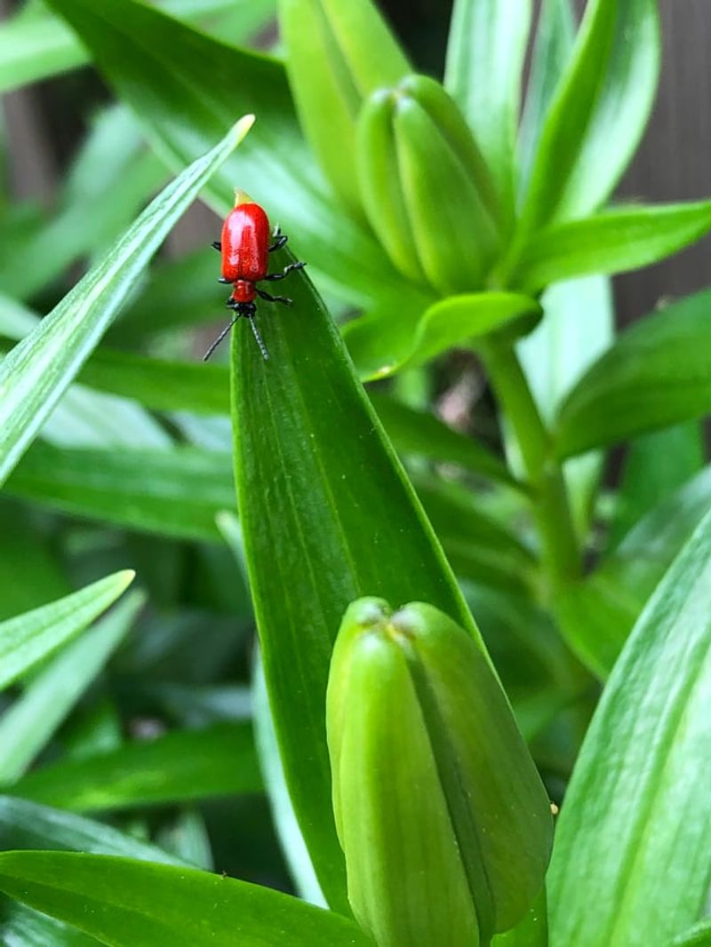 Adults Emerge Early And Start The Damage Cycle Adults Emerge Early And Start The Damage Cycle