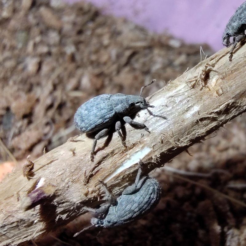 Adults Hide Near The Soil During The Day