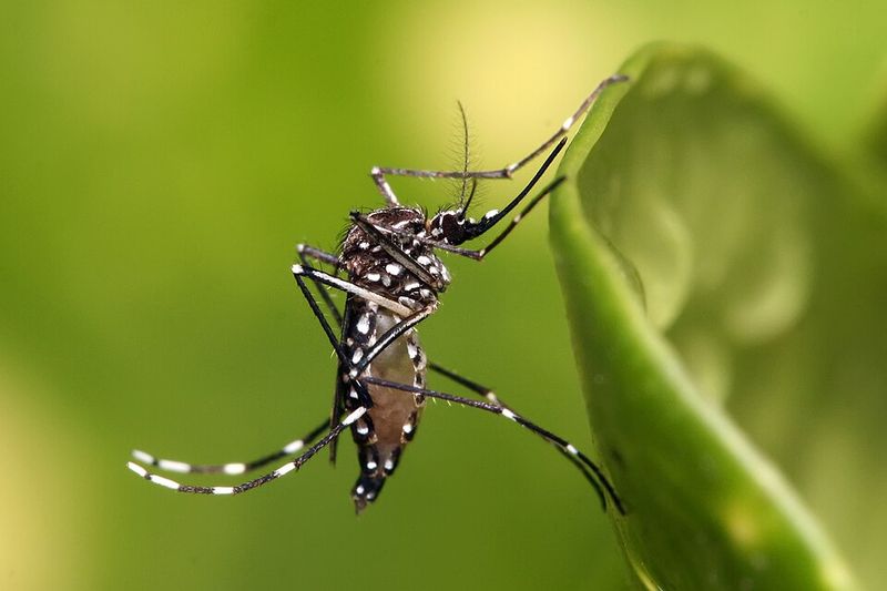 Aedes Aegypti Landed In Canyon County First Aedes Aegypti Landed In Canyon County First