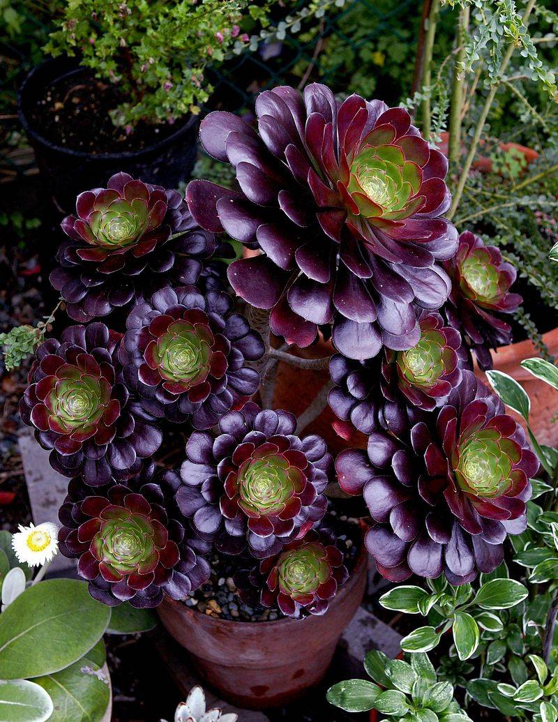 Aeonium Works For Bright Coastal Patios Aeonium Works For Bright Coastal Patios