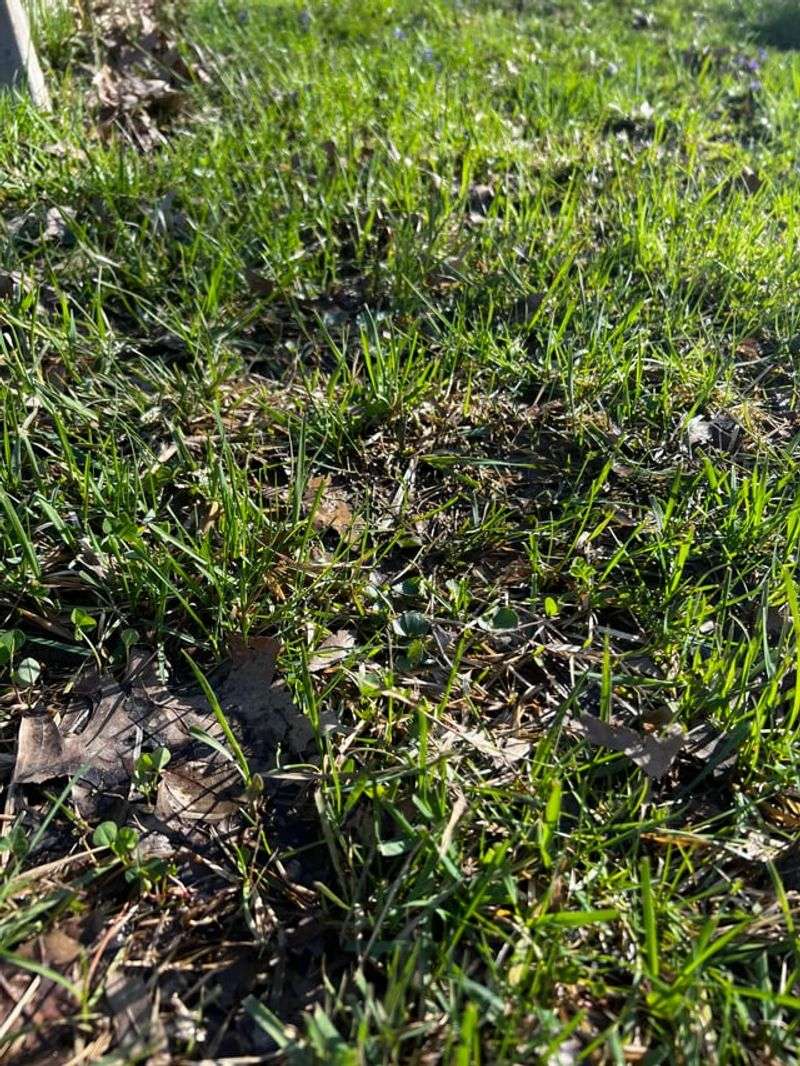 Aerate Compacted Areas When Soil Is Workable Aerate Compacted Areas When Soil Is Workable