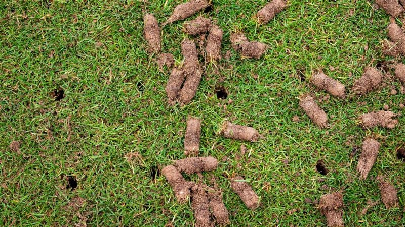 Aerate Compacted Soil Before Reseeding Aerate Compacted Soil Before Reseeding