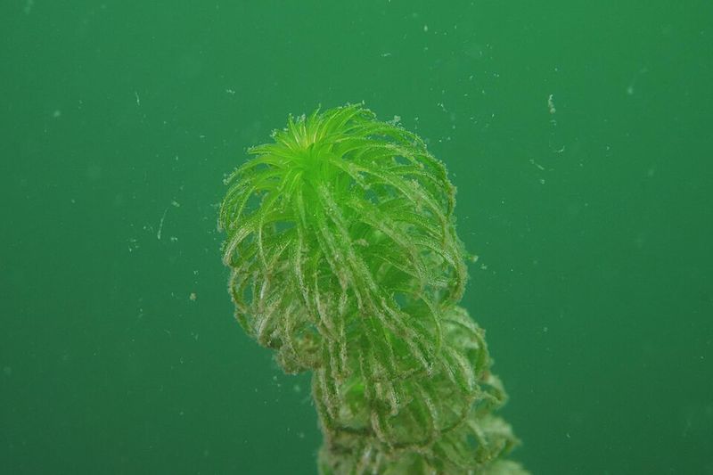 African Oxygen Weed Can No Longer Be Distributed