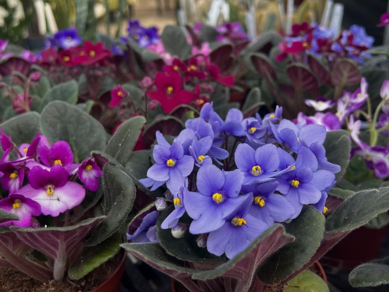 African Violet African Violet