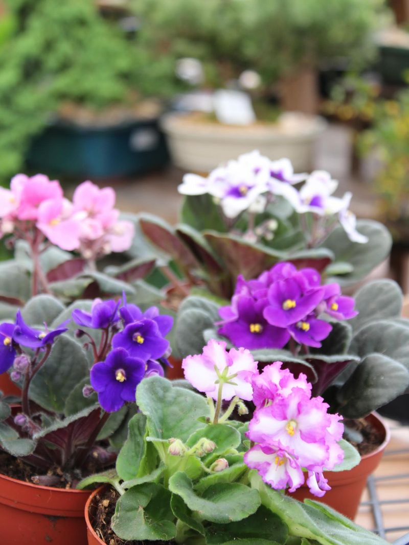 African Violet