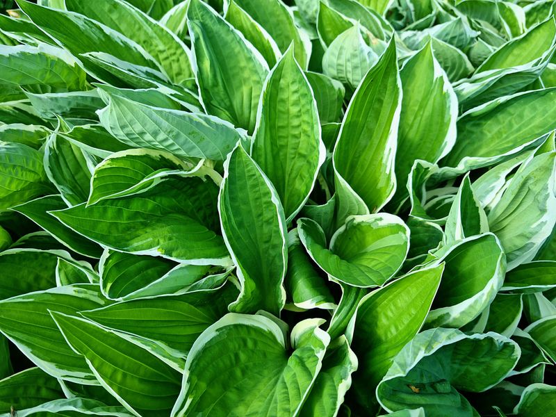 Aftercare Tips To Help Divided Hostas Recover Aftercare Tips To Help Divided Hostas Recover