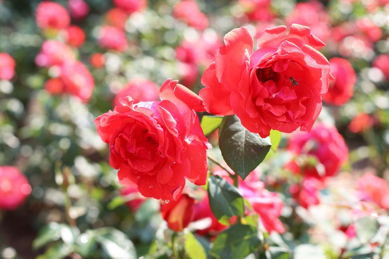 Aftercare To Support New Blooms Aftercare To Support New Blooms