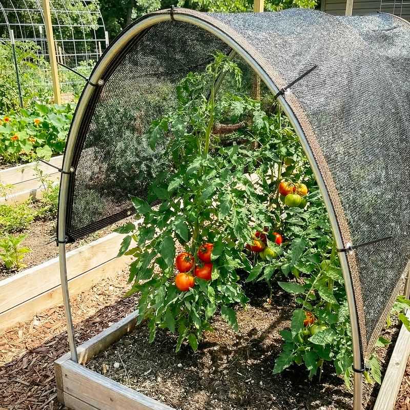 Afternoon Shade Can Improve Fruit Set During Heat Waves