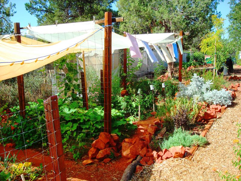 Afternoon Shade Protects Flowers During Heat