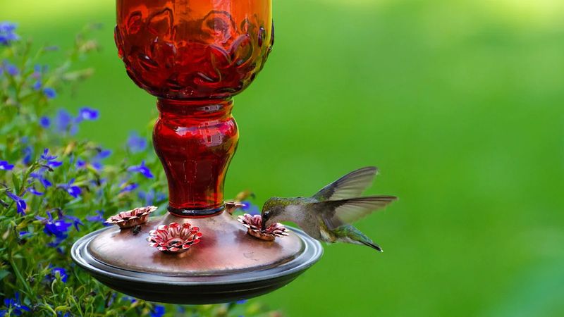 Afternoon Sun Can Heat The Feeder Quickly