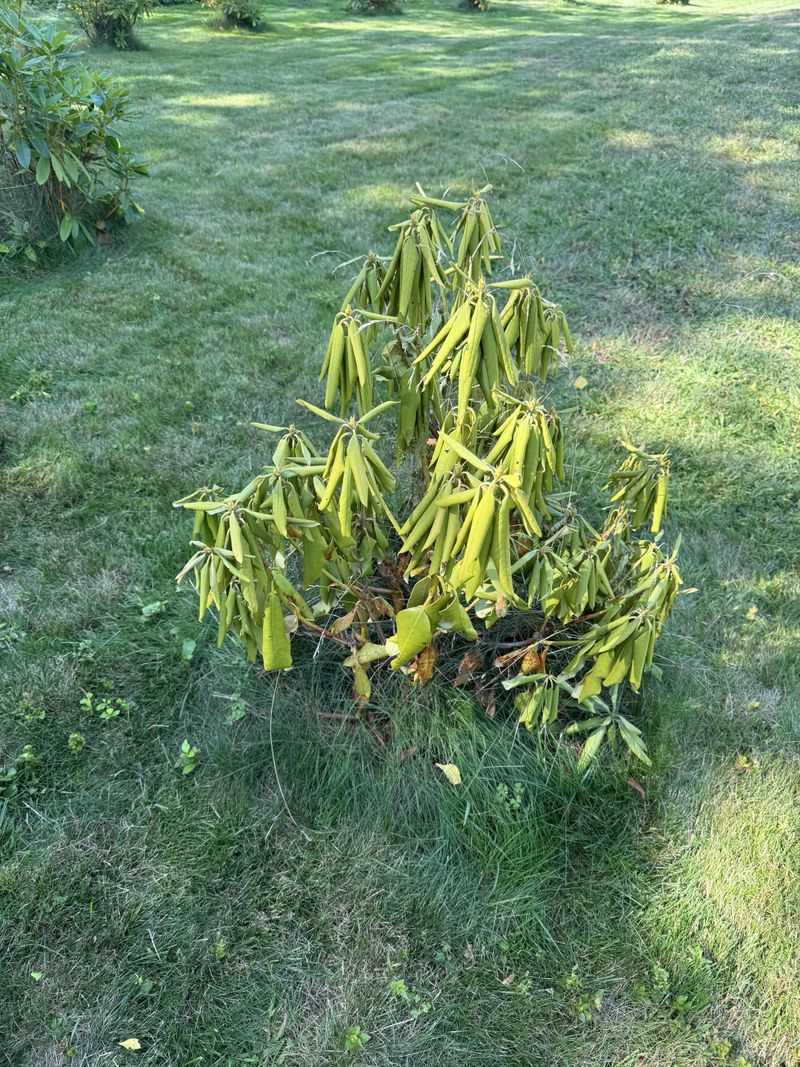 Afternoon Sun Can Make The Wilting Look Much Worse Afternoon Sun Can Make The Wilting Look Much Worse