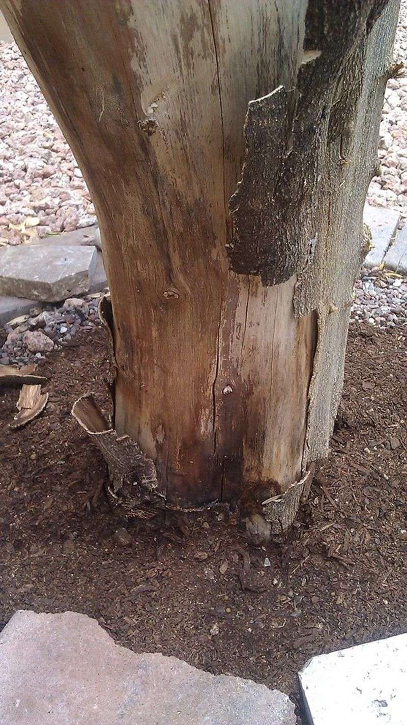 Afternoon Sun Puts Exposed Bark At Greater Risk Afternoon Sun Puts Exposed Bark At Greater Risk