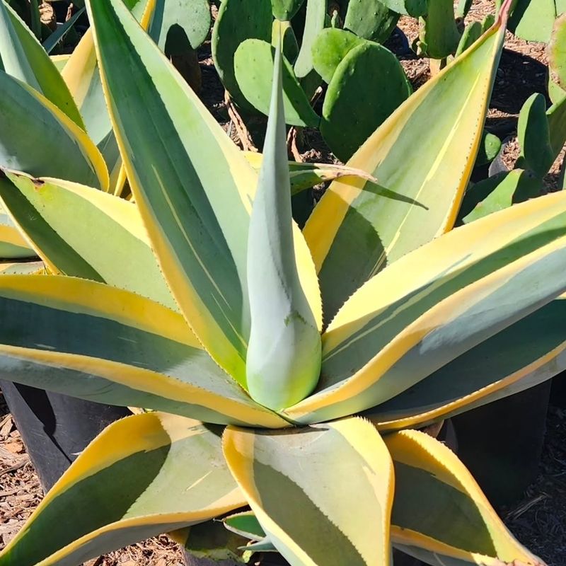 Agave Makes A Bold Low-Water Statement Agave Makes A Bold Low-Water Statement