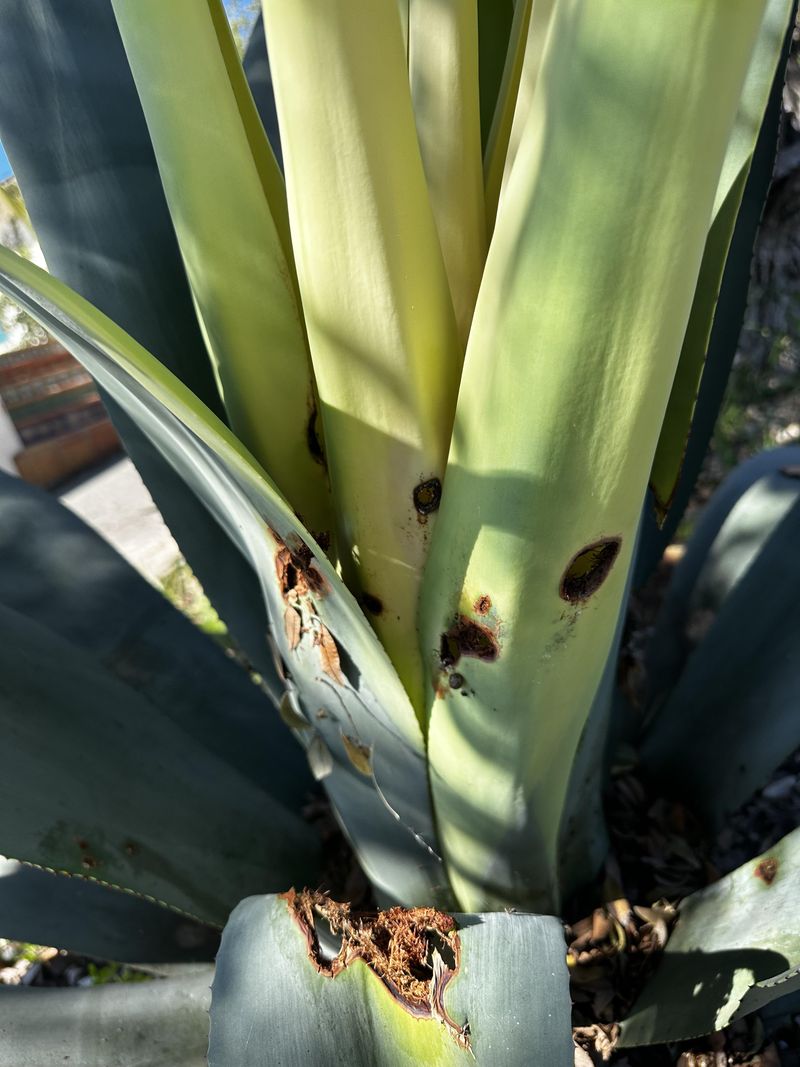 Agave Snout Weevil Larvae Hollow Out The Crown From Inside