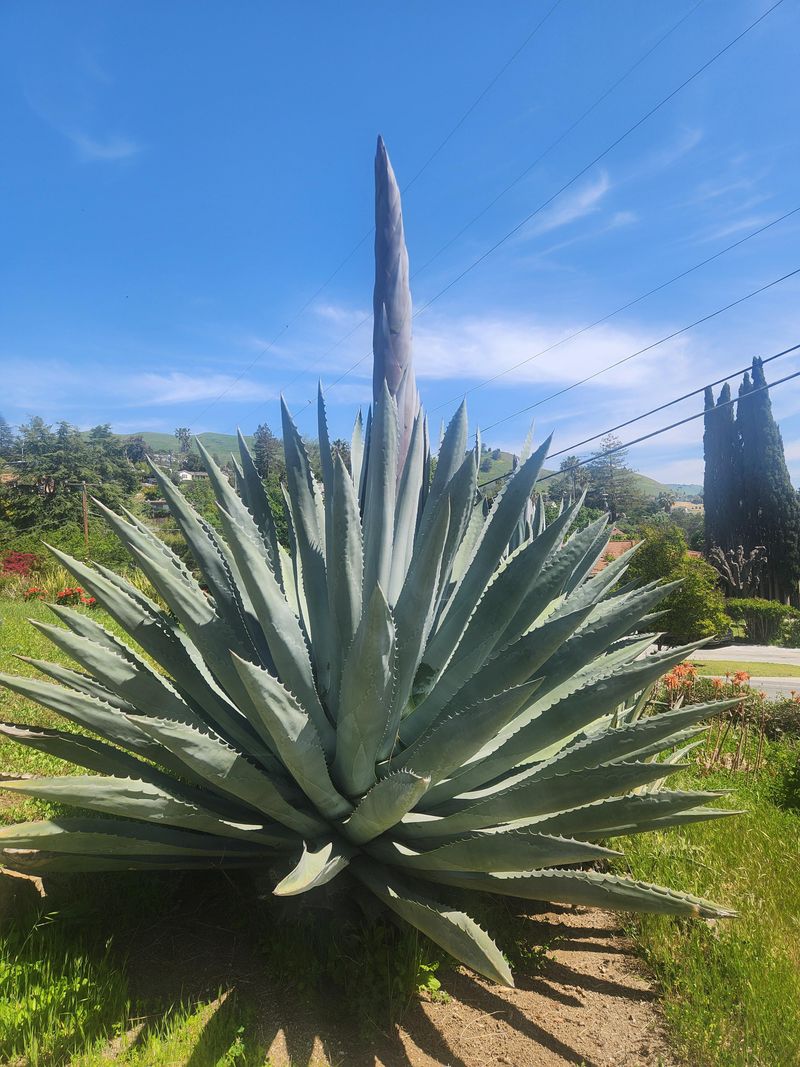 Agaves, Aloes And Cacti Need Dry Crowns Agaves, Aloes And Cacti Need Dry Crowns