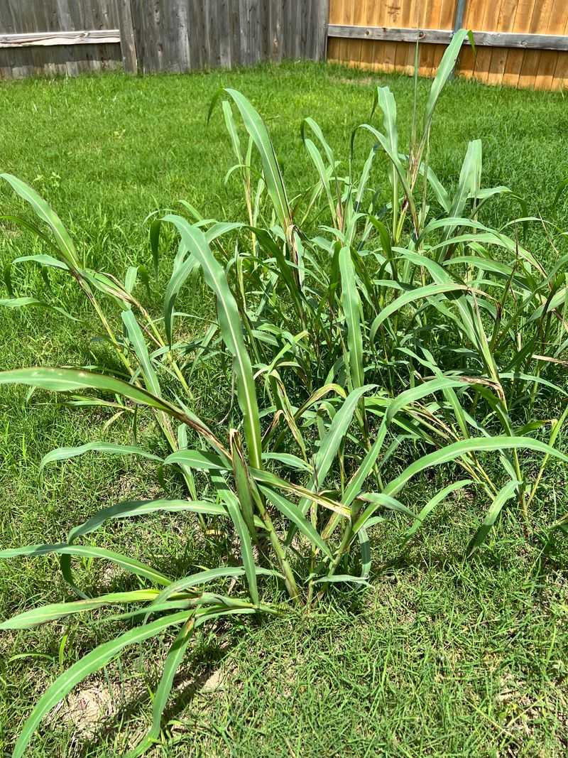 Aggressive Underground Rhizomes Fuel Rapid Spread Aggressive Underground Rhizomes Fuel Rapid Spread