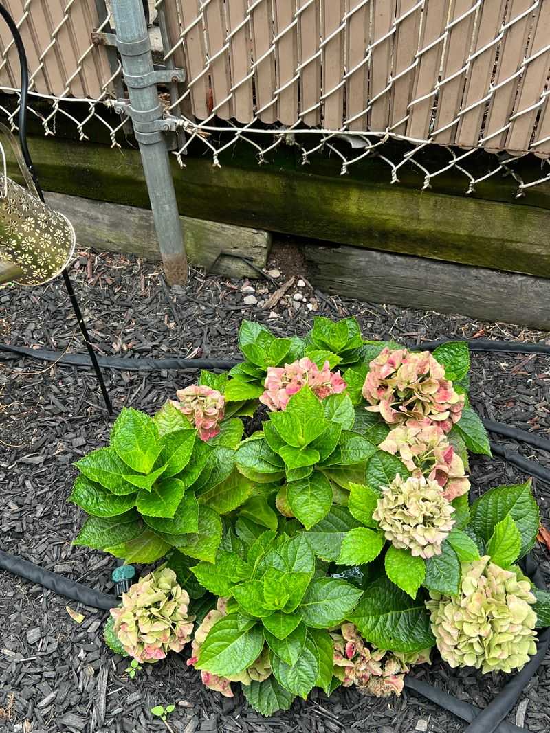 Aging Blooms Follow A Natural Fade