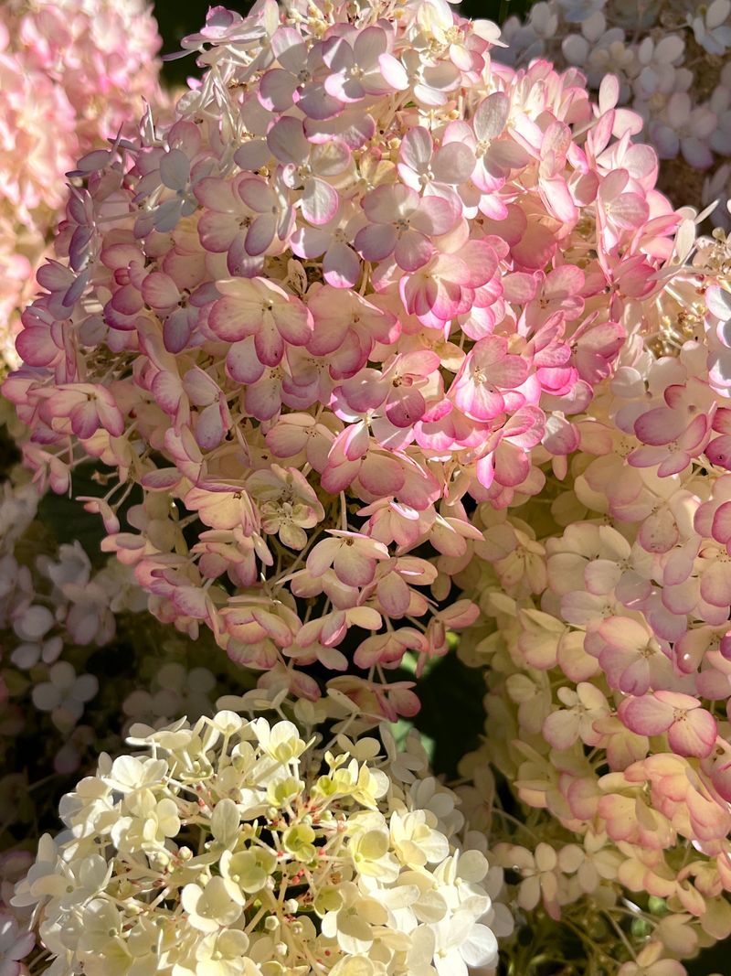 Aging Blooms Shift Color Naturally Aging Blooms Shift Color Naturally