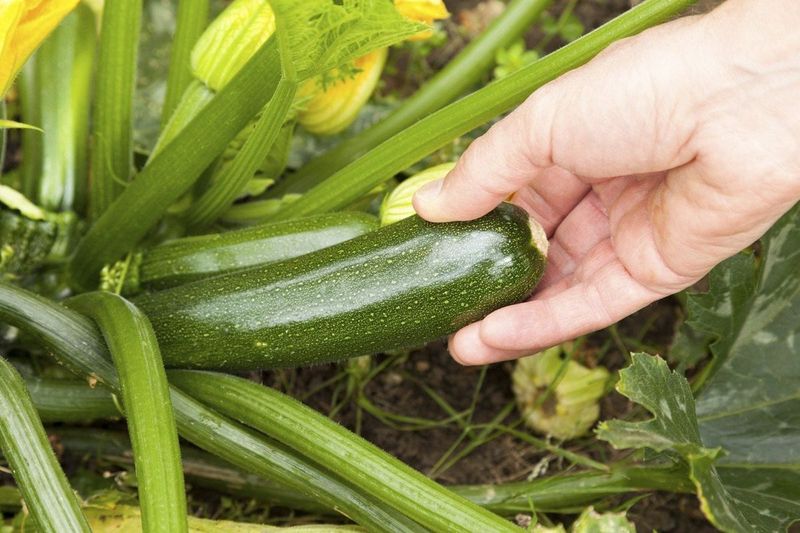 Aim For Zucchini Around 6 To 8 Inches Long Aim For Zucchini Around 6 To 8 Inches Long