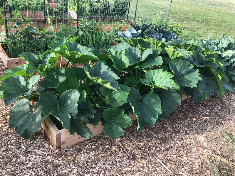 Airflow Around Squash Vines Changes The Outcome