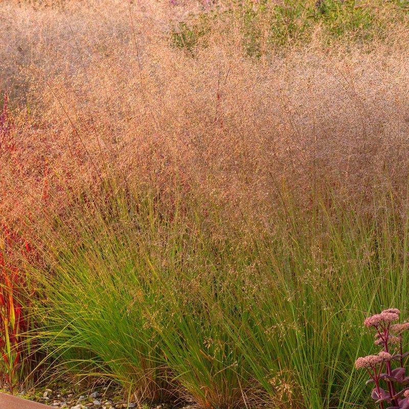 Airy Summer Flowers Add More Than Just Texture