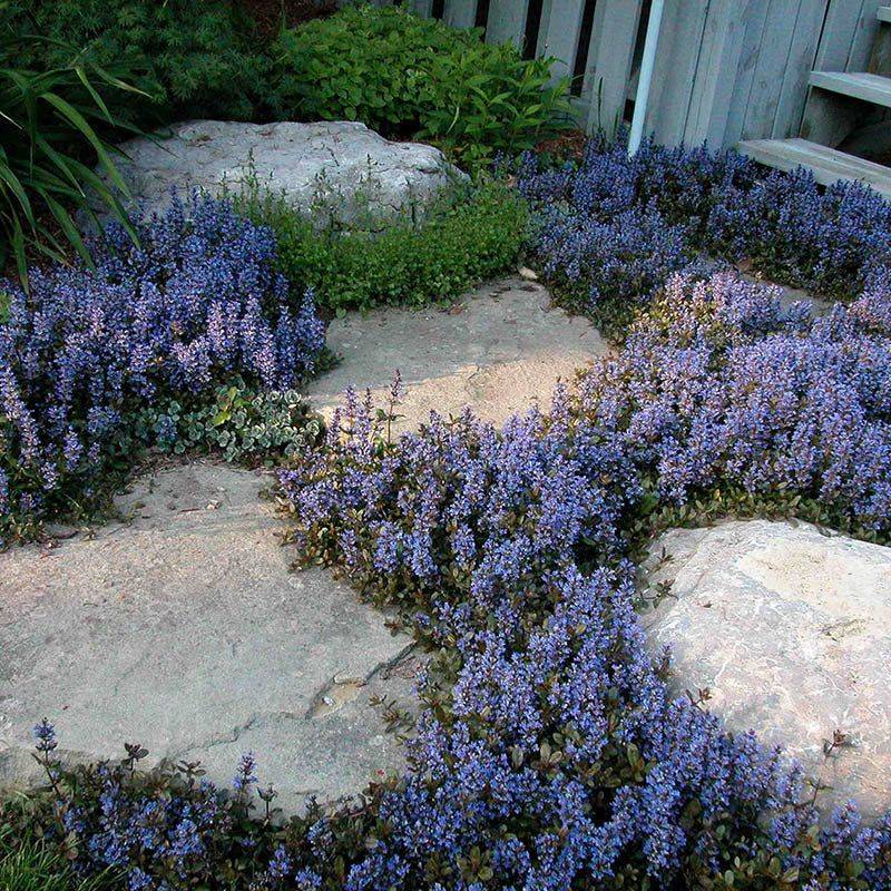 Ajuga Covering Shady Walkways With Bold Color Ajuga Covering Shady Walkways With Bold Color