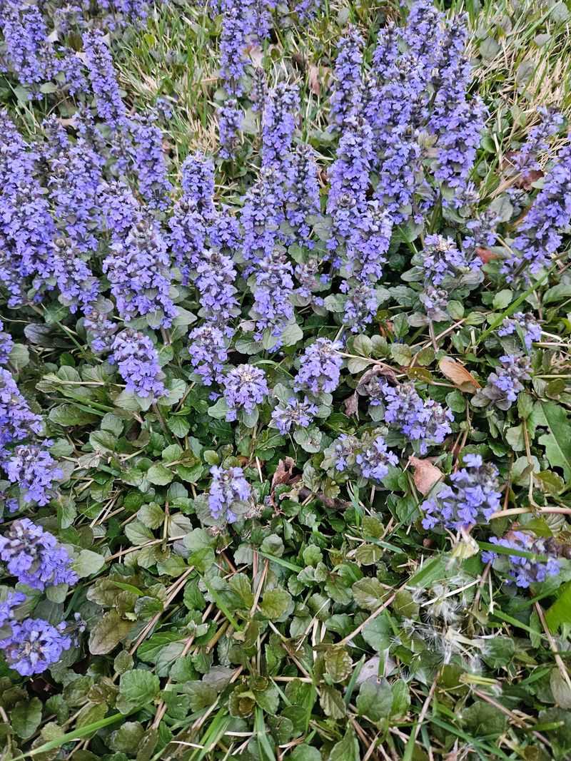 Ajuga Filling Cooler Driveway Corners Fast Ajuga Filling Cooler Driveway Corners Fast