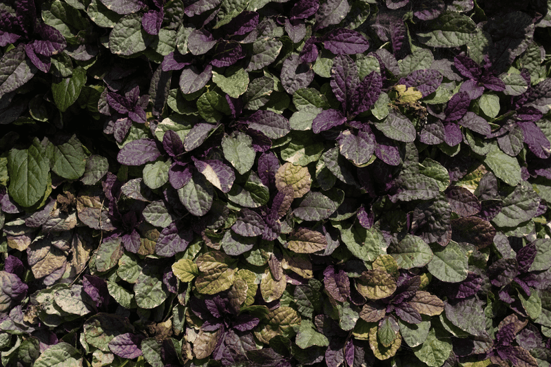 Ajuga Ajuga